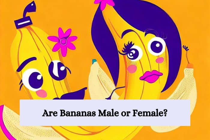 A vibrant and playful illustration of two bananas, one with masculine features and the other with feminine features