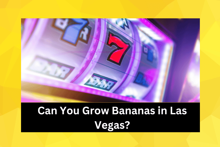 Las Vegas Classic Slot Machine