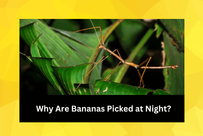 A stick insect walking on a banana leaf at night in Tortuguero National Park, Costa Rica