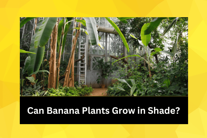 Banana plants in a shady conservatory