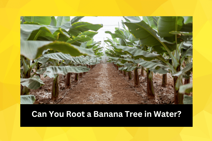 Young banana trees growing on the plantation