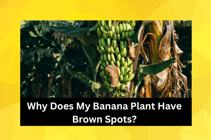 Banana plant with brown leaves