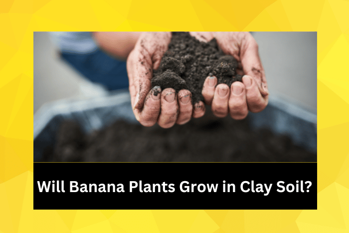 Hands holding clay soil