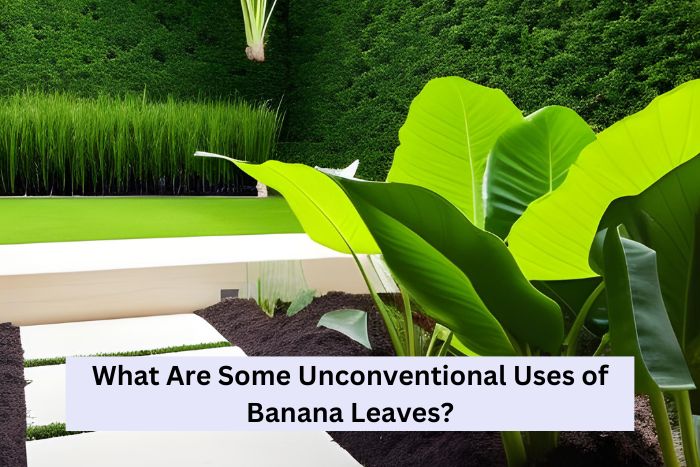 A lush and thriving garden with banana leaves